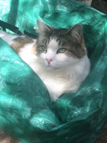 Lost Male Cat last seen Ilford, Greater London, England IG1 2ER