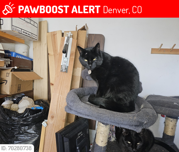 Lost Male Cat last seen S osage and w ohio, Denver, CO 80223