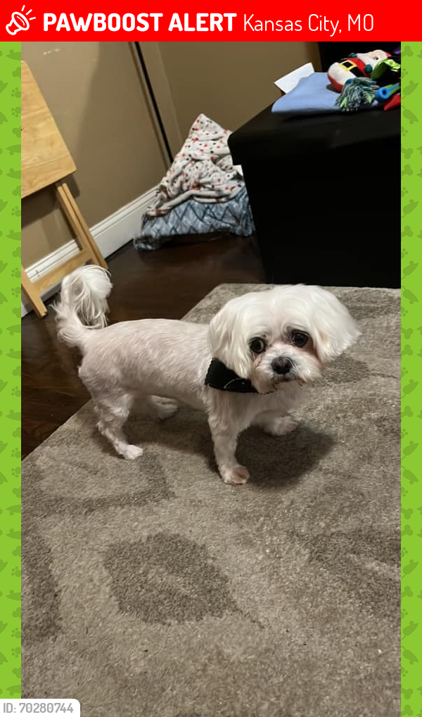 Lost Male Dog last seen E 7th Street and Chestnut Ave, Kansas City, MO 64124