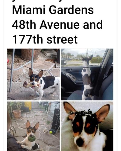Lost Male Dog last seen NW 177TH street 48th Avenue and 52nd Avenue , Miami Gardens, FL 33055