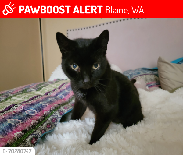Lost Male Cat last seen Near Knorr Court, Anchor Manor, Blaine, WA, Blaine, WA 98230