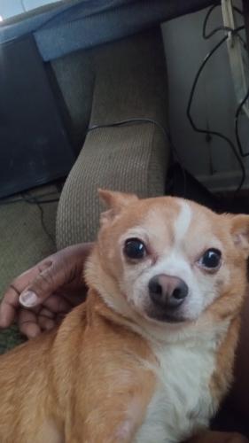 Lost Male Dog last seen Martin Luther King, Pensacola, FL 32503