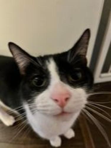Lost Male Cat last seen N Oak Park, Between Higgins and Foster, Chicago, IL 60656
