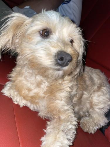 Lost Female Dog last seen mountain rd and duncan rd, Pinon Hills, CA 92372