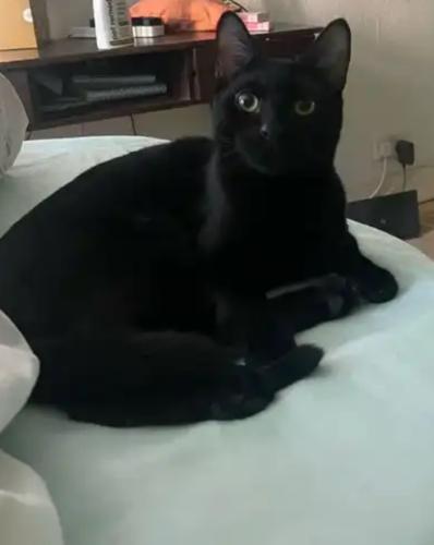 Lost Male Cat last seen E15 1RN st James road , Greater London, England E15 1RN