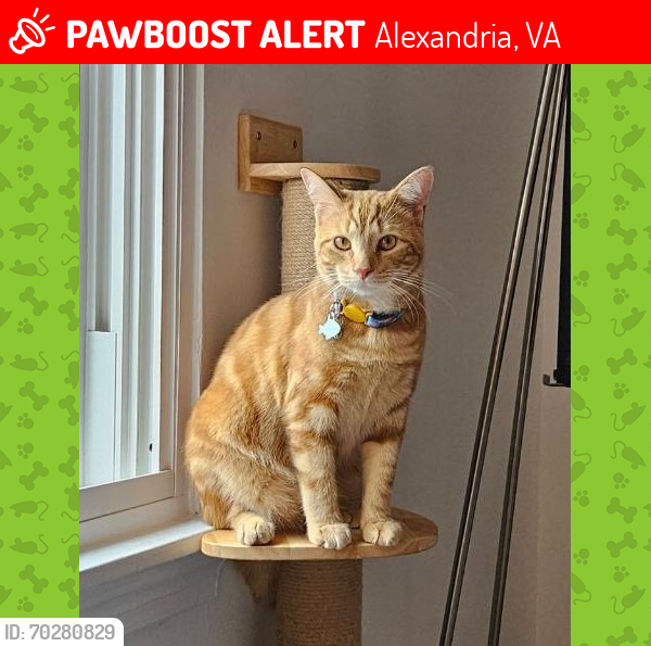 Lost Male Cat last seen Auburn Ct, Alexandria, VA 22301