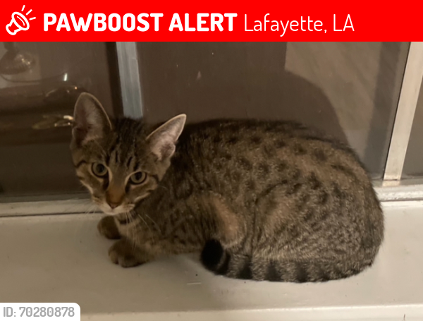 Lost Female Cat last seen Near birch drive or any neighborhoods near it , Lafayette, LA 70506
