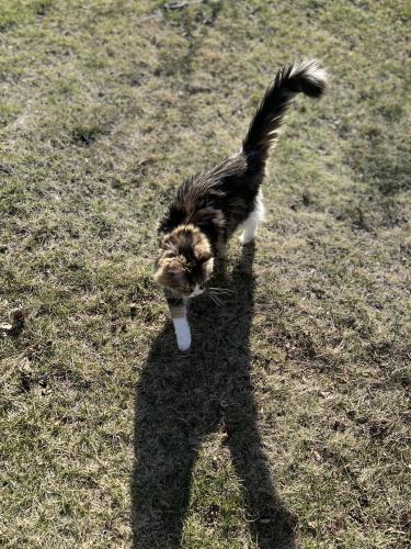 Lost Female Cat last seen Near park ridge dr, West Lafayette, IN, West Lafayette, IN 47906