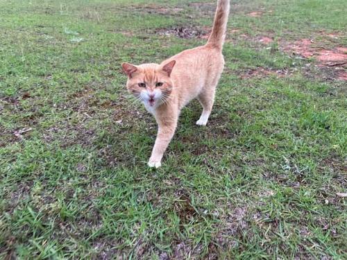 Lost Male Cat last seen Egg and Butter  Road and highway 25, Columbiana, AL 35051