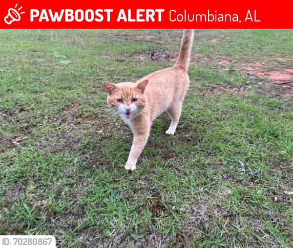 Lost Male Cat last seen Egg and Butter  Road and highway 25, Columbiana, AL 35051