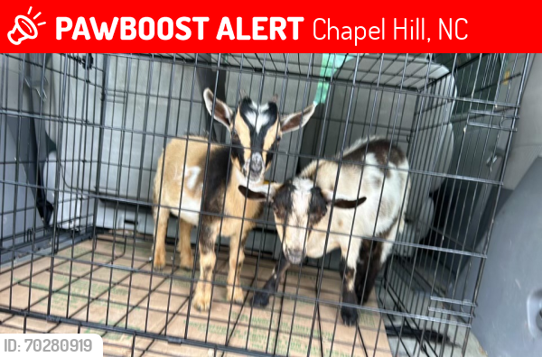 Lost Male Other last seen Carrboro plaza , Chapel Hill, NC 27516