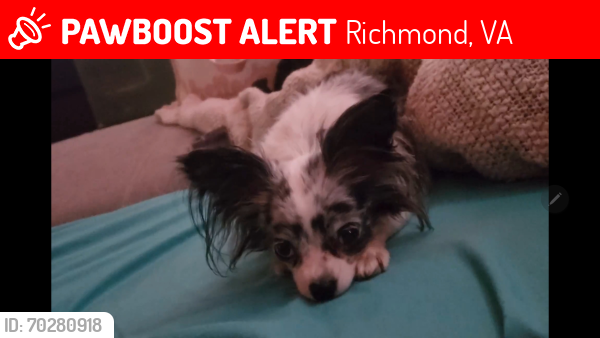 Lost Female Dog last seen Near Ciclewood Drive , Richmond, VA 23224