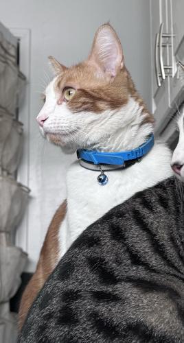 Lost Male Cat last seen De Portola Rd and Galway Downs Dr, Temecula, CA 92592