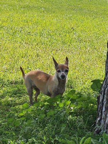 Lost Female Dog last seen Near E 61st Ave Aurora CO , Aurora, CO 80019