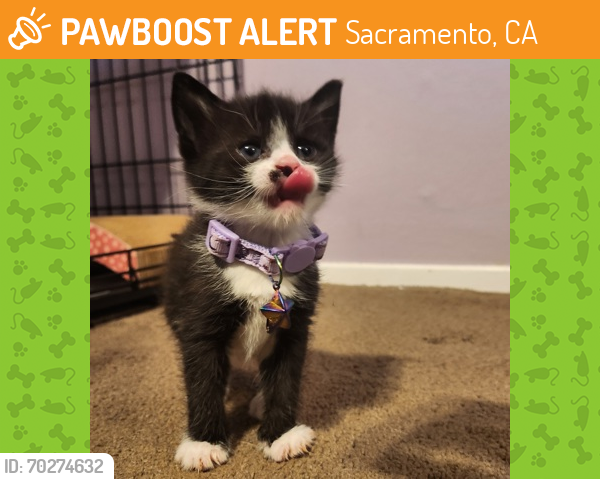 Shelter Stray Female Cat last seen Mather, CA 95827, Sacramento, CA 95828