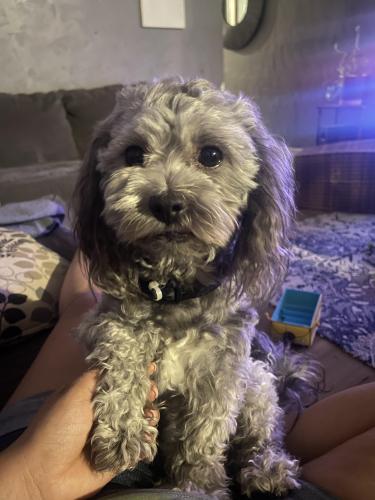 Lost Male Dog last seen Kimball St and Ustick, Boise, ID 83704