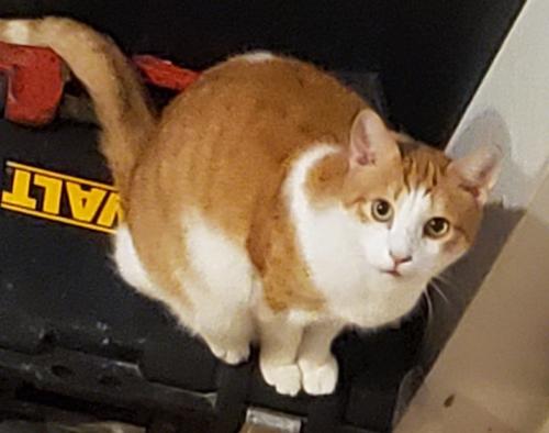 Lost Male Cat last seen Delta Road and Broad St. Extended, Delta, PA 17314