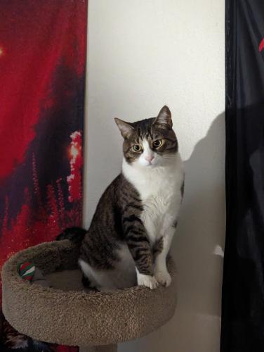 Lost Male Cat last seen Last seen on the corner of Lincoln Street and Brockton Street in North Redlands., Redlands, CA 92374