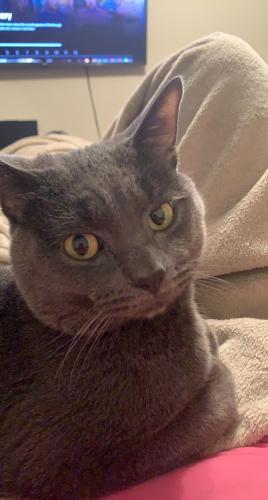 Lost Male Cat last seen Holiday gas station , Savage, MN 55378