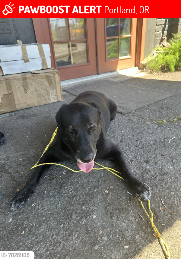 Lost Unknown Dog last seen Near N Mississippi Ave, Portland, OR 97227