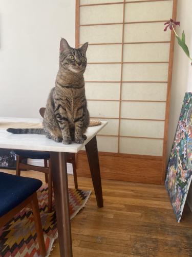 Lost Female Cat last seen Argyle and Cortelyou, Brooklyn, NY 11218