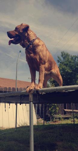 Lost Female Dog last seen Hillsdale Blvd , Foothill Farms, CA 95842