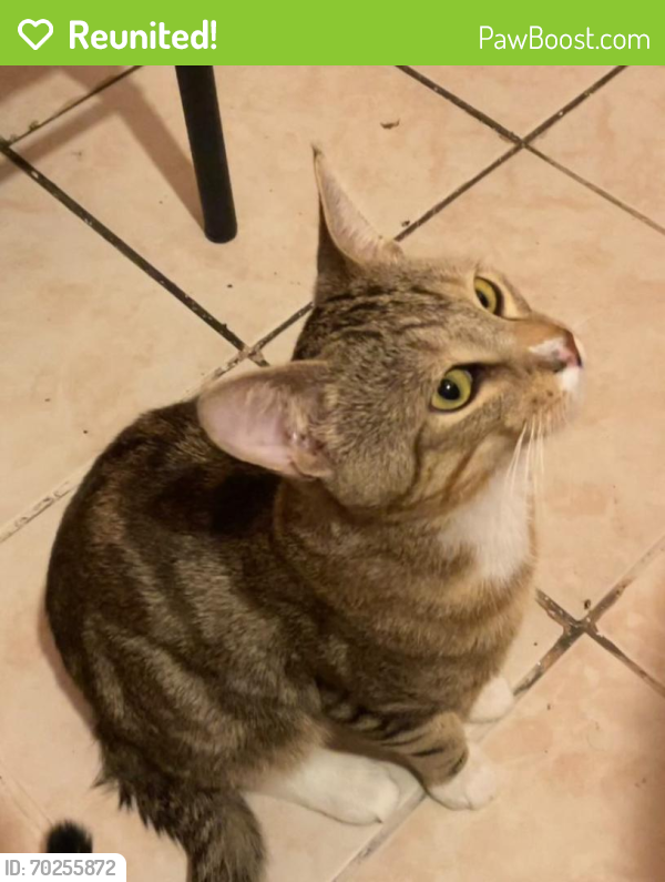 Reunited Male Cat last seen 46th and western, Chicago, IL 60632