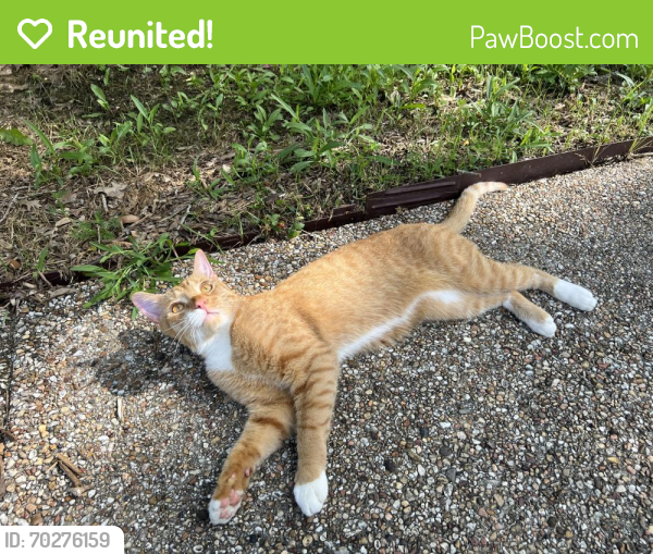 Reunited Male Cat last seen Davis Blvd, North Richland Hills, TX 76182