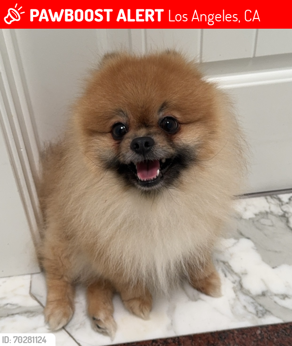 Lost Male Dog last seen Alonzo ave and Greenmeadow Dr., Los Angeles, CA 91316