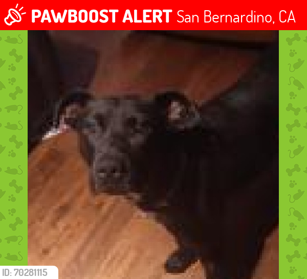 Lost Female Dog last seen Inlandcenter  e street, San Bernardino, CA 92408