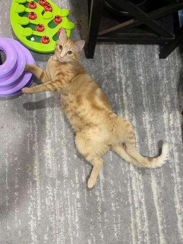 Lost Male Cat last seen Near Wyatt Cir and Lawrence Ave, Citrus Heights, CA 95610