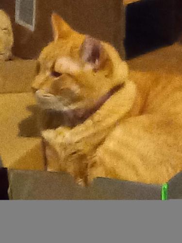 Lost Male Cat last seen Moon and snowheights, Albuquerque, NM 87112