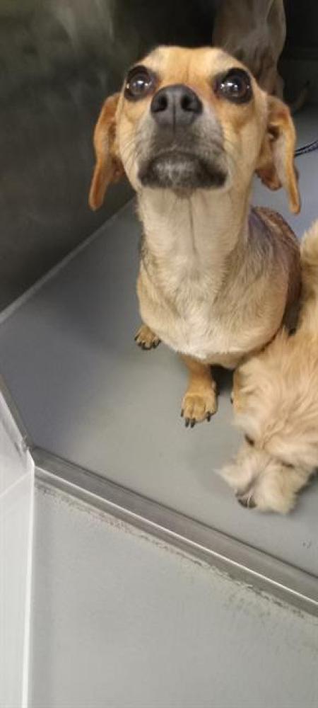 Shelter Stray Female Dog last seen TOWNSLEY AVE, BAKERSFIELD, Bakersfield, CA 93307