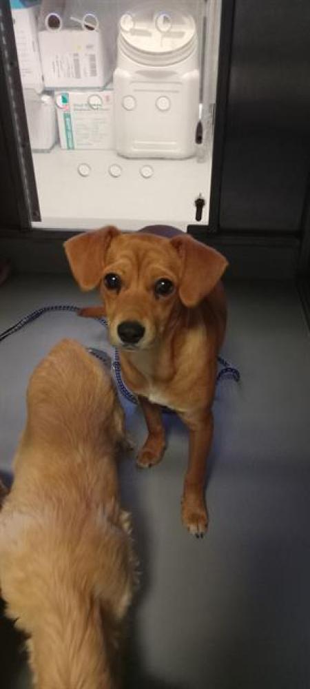 Shelter Stray Male Dog last seen TOWNSLEY AVE, BAKERSFIELD, Bakersfield, CA 93307