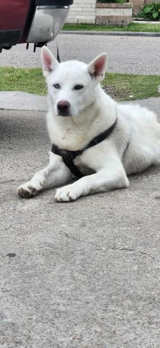 Lost Male Dog last seen Gris , Houston, TX 77087