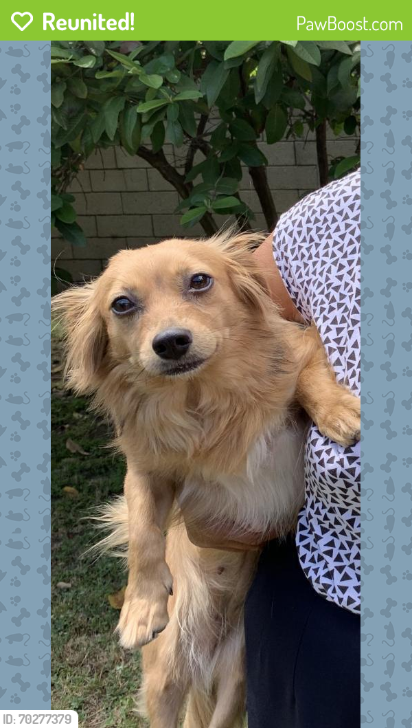 Reunited Female Dog last seen Hoover and 103rd, Los Angeles, CA 90044