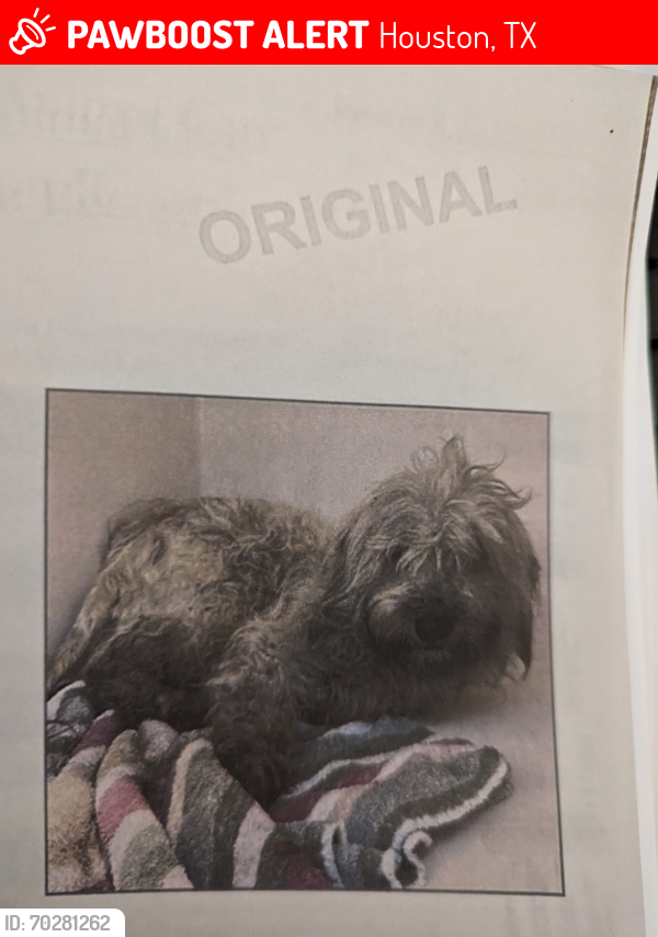 Lost Male Dog last seen Confederate and Pine Lake, Houston, TX 77055