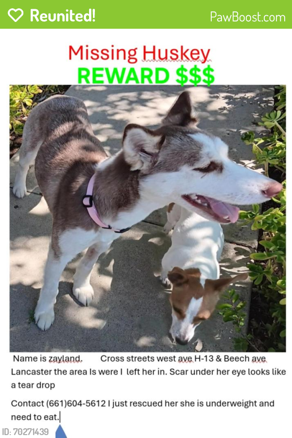 Reunited Female Dog last seen Beech ave ave H-13, Lancaster, CA 93534