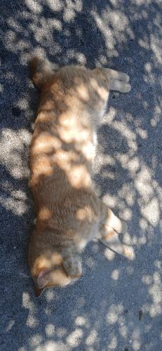 Lost Male Cat last seen Ba k of bellairtrailer park, Largo, FL 33770
