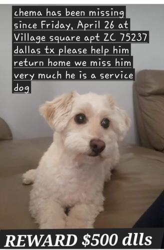 Lost Male Dog last seen Redbird , watership ln, Dallas, TX 75237
