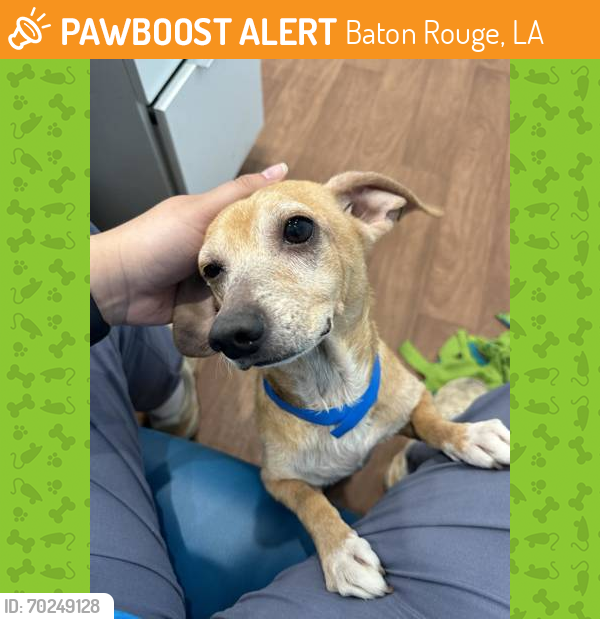 Shelter Stray Male Dog last seen Near GREENWELL, 70805, LA, Baton Rouge, LA 70820