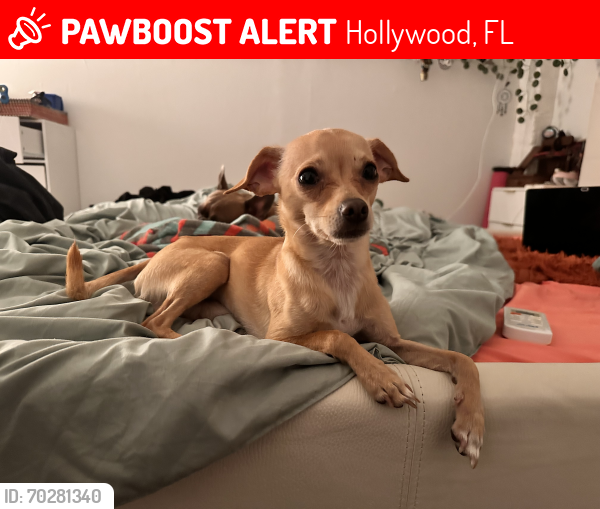 Lost Male Dog last seen S 20 Ave / Wiley St, Hollywood, FL 33020