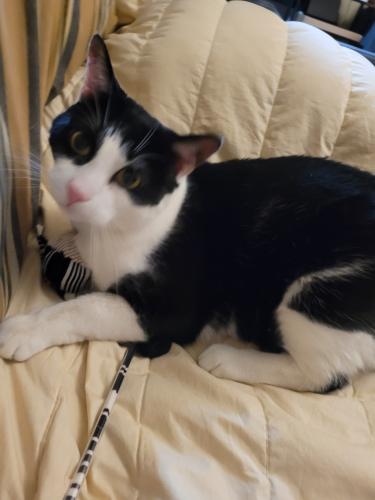 Lost Male Cat last seen Infront of Horatio Park Greenwich, New York, NY 10014