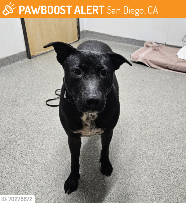 Shelter Stray Female Dog last seen Carmel Valley, San Diego, CA, 92127, San Diego, CA 92110