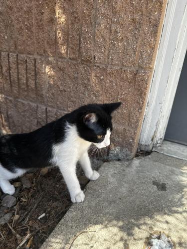 Lost Male Cat last seen Near 22nd Ave Rochester Minnesota , Rochester, MN 55901