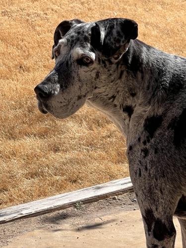 Lost Female Dog last seen Calle de Fuerte between La Purisma and Sonoma Springs, Las Cruces, NM 88011