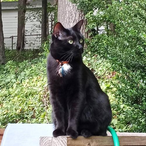 Lost Unknown Cat last seen Guy Place and Long Pine Dr, North Springfield, VA 22151