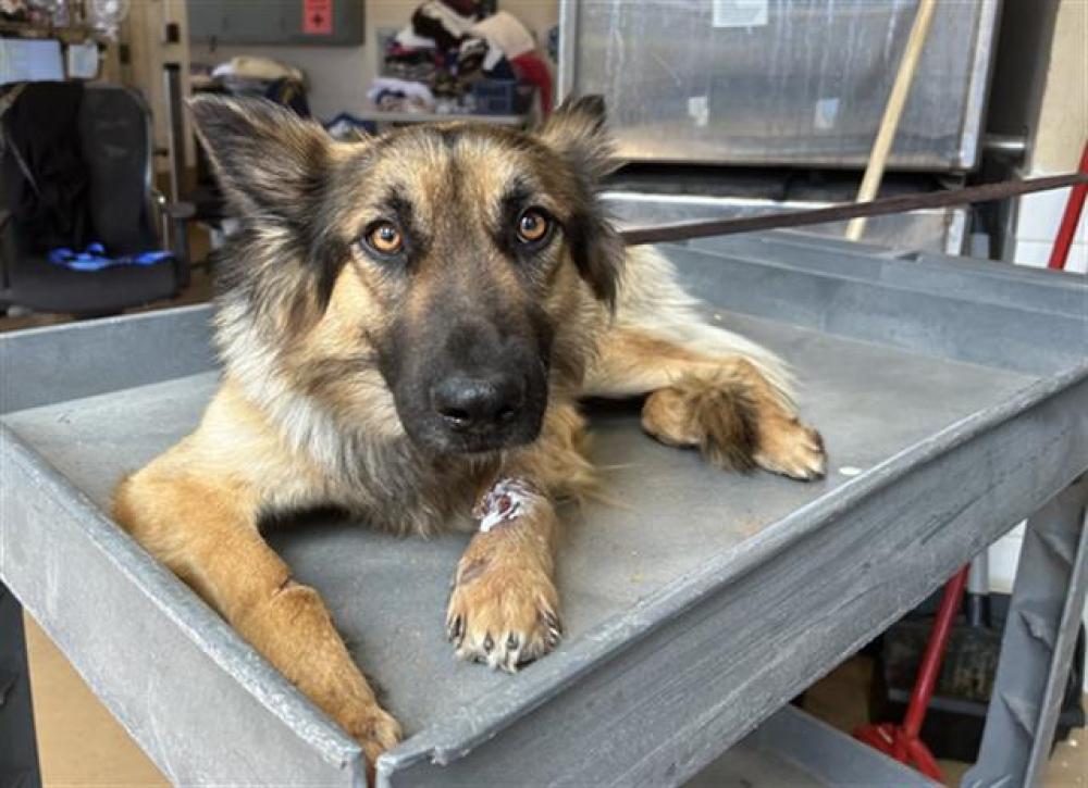 Shelter Stray Male Dog last seen E H ST AND HIDDEN VISTA DR, Chula Vista, CA 91911