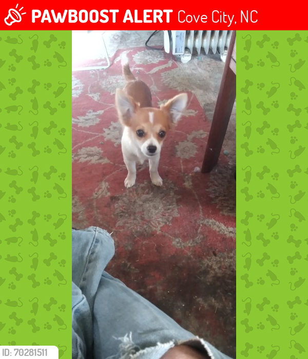 Lost Unknown Dog last seen Near West , Cove City, NC 28523