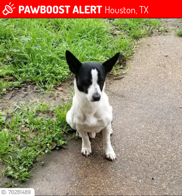 Lost Male Dog last seen North View, Houston, TX 77073